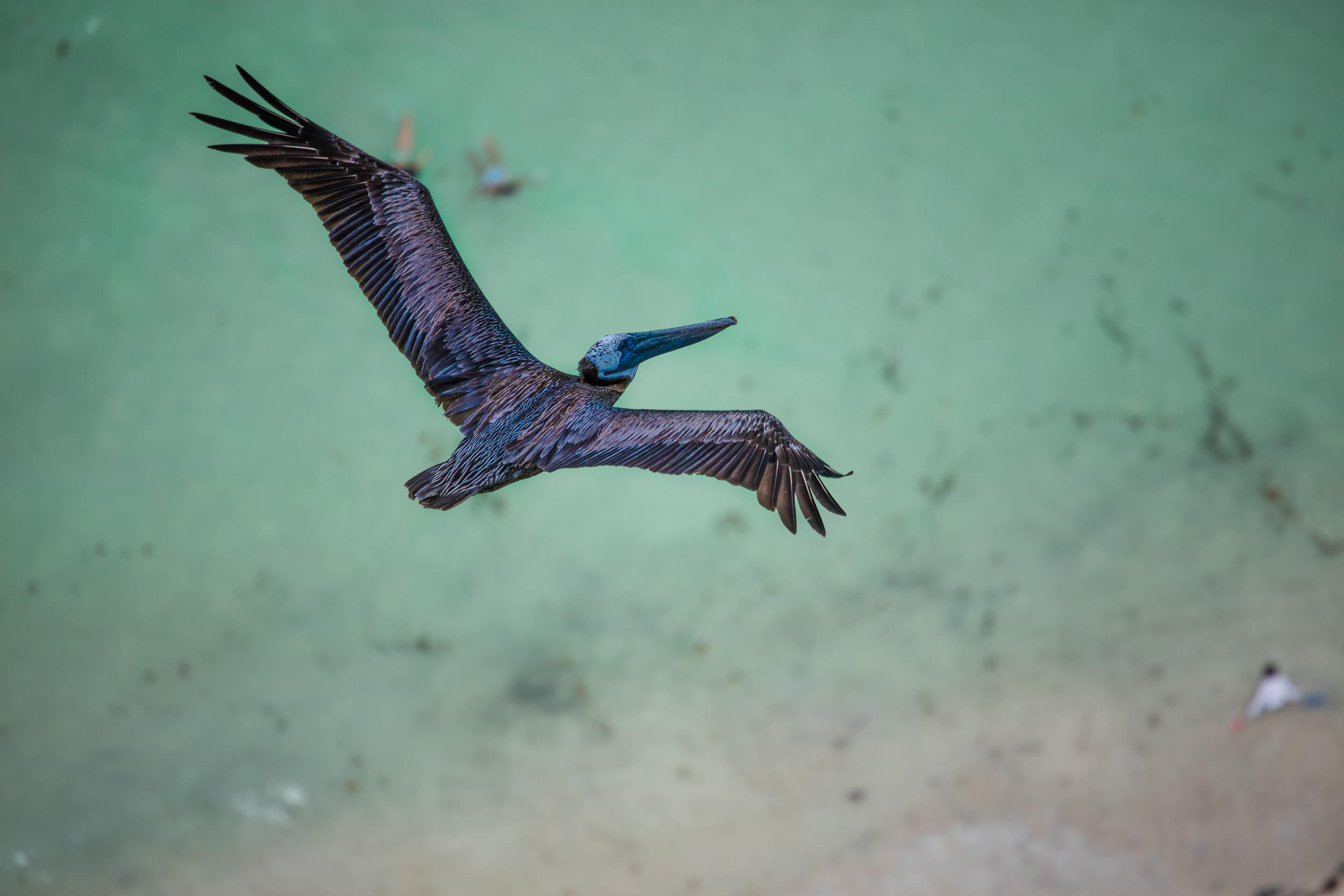 Above the Pelican #2 2014, Manipulated Digital Image. Signed Limited Edition of 20 ORDER OR INQUIRE