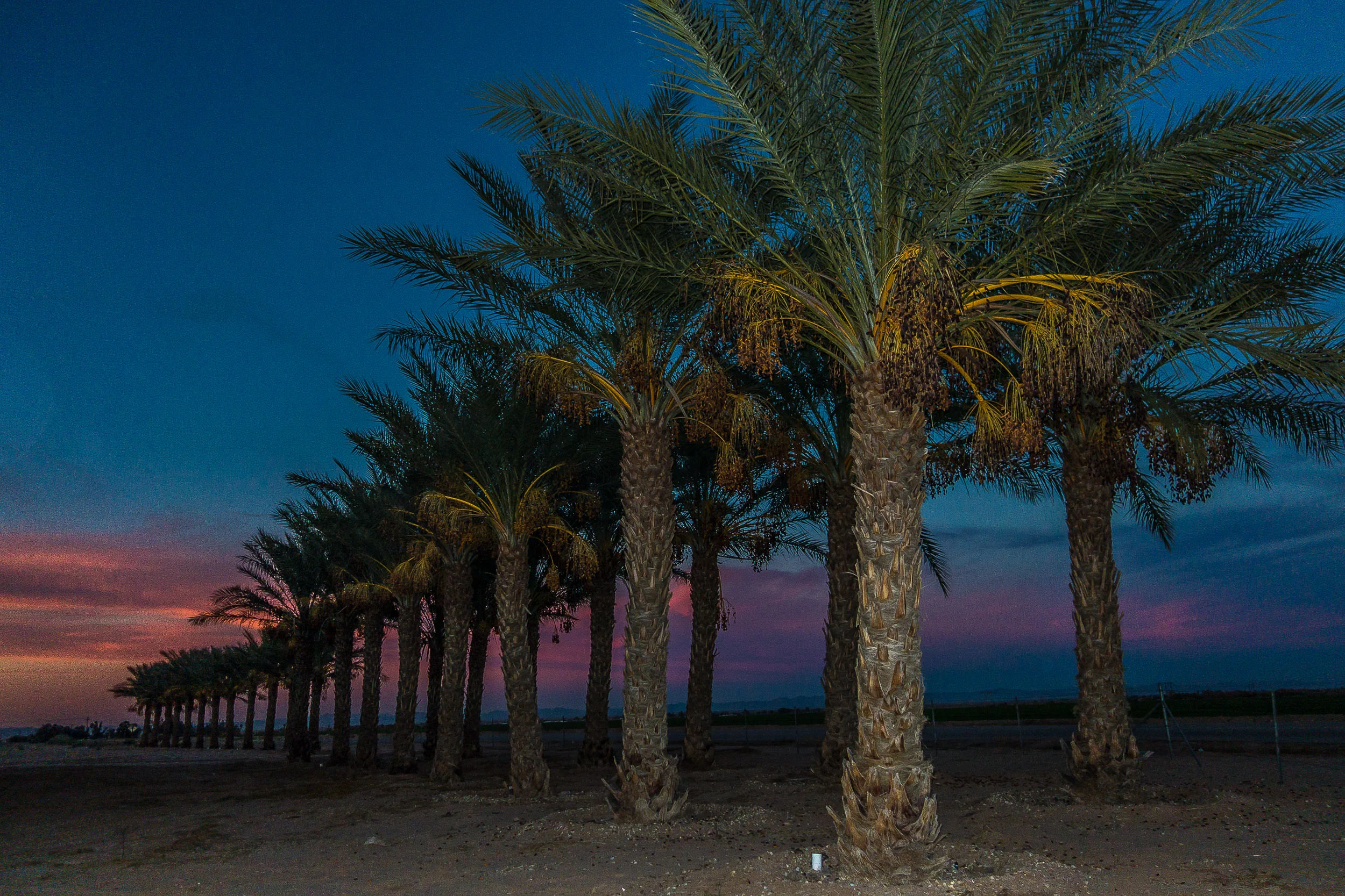 Date Palms at Magic Hour. Anza, California, 2014, Digital Image. Signed Limited Edition of 20 ORDER OR INQUIRE
