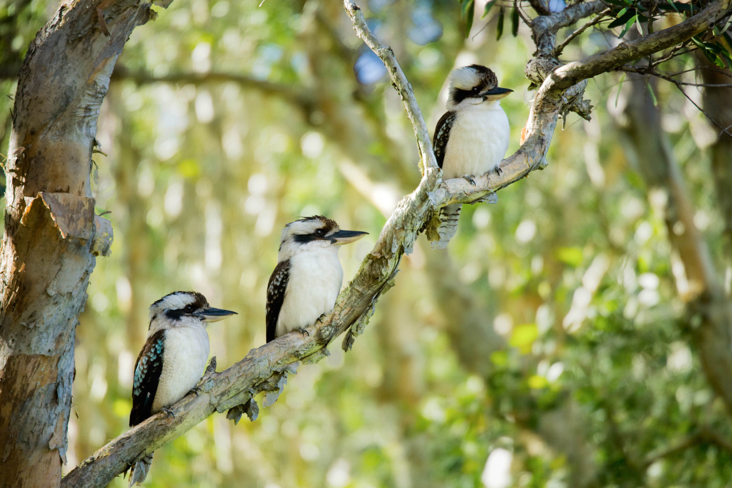 Kookaburra in the Old Gum Tree, Times Three 2007, Digital Image. Signed Limited Edition of 20 ORDER OR INQUIRE