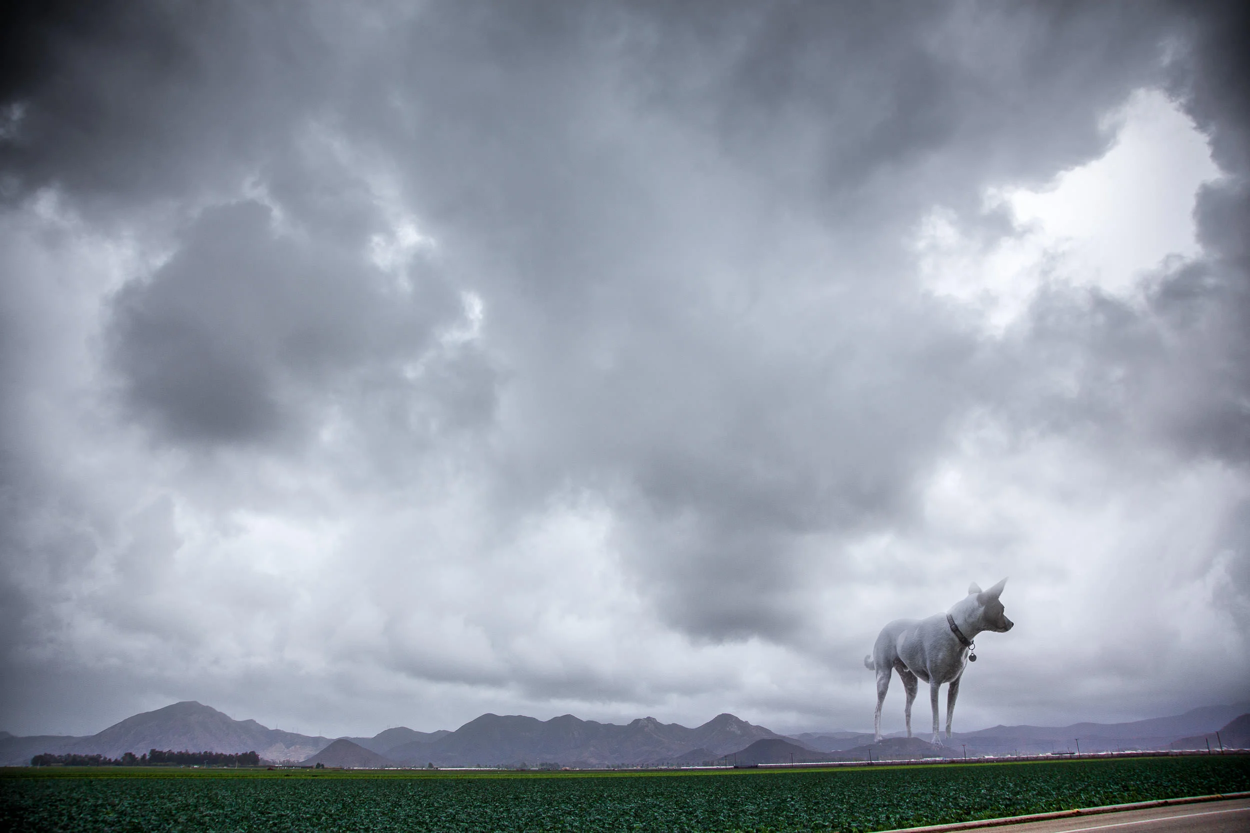 Big Dog, Little Dog 2014, Digital Composite Image. Signed Limited Edition of 20 ORDER OR INQUIRE