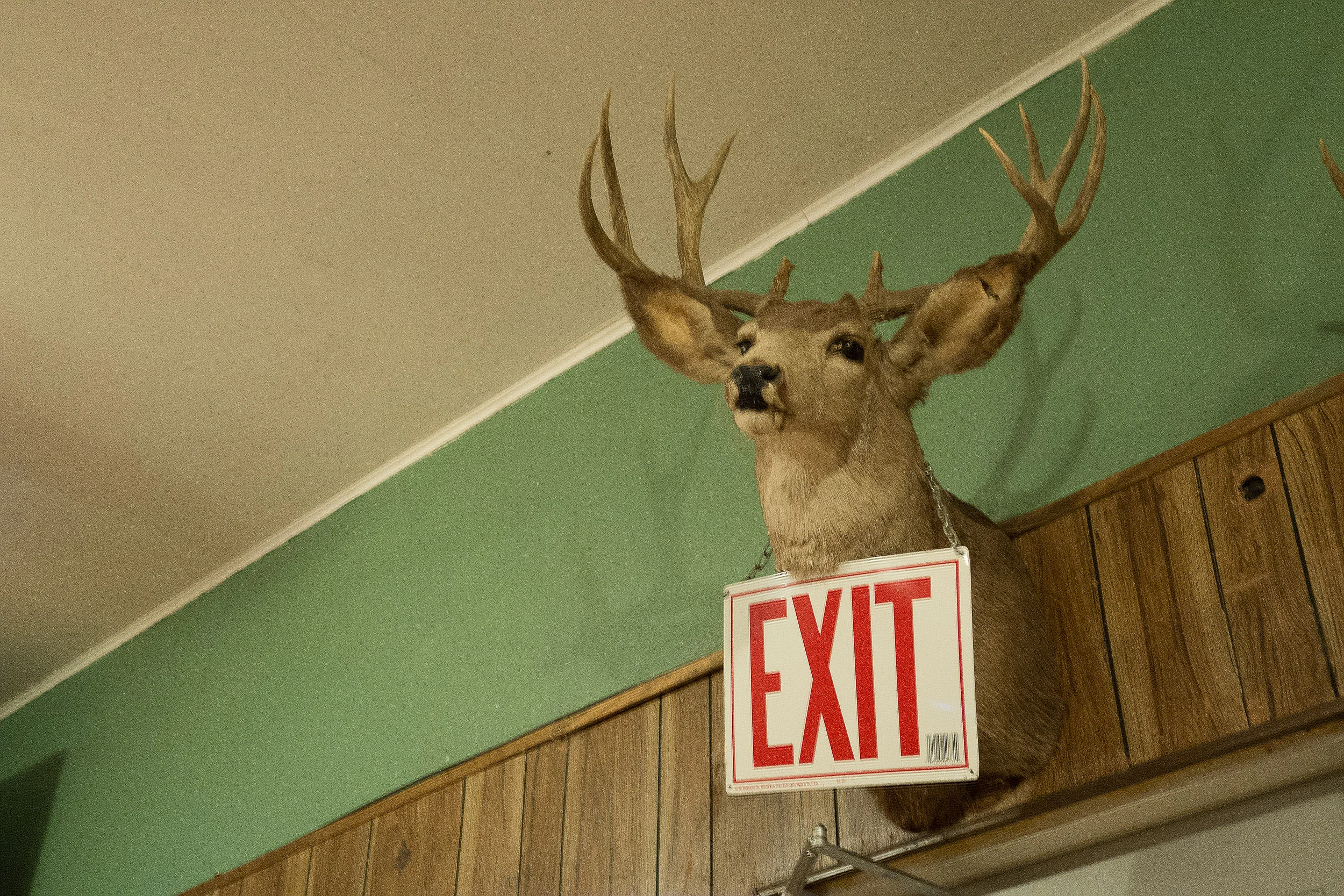 Untitled Mounted Deer and Exit Sign 2015, DIgital Capture Signed Limited Edition of 20 ORDER OR INQUIRE