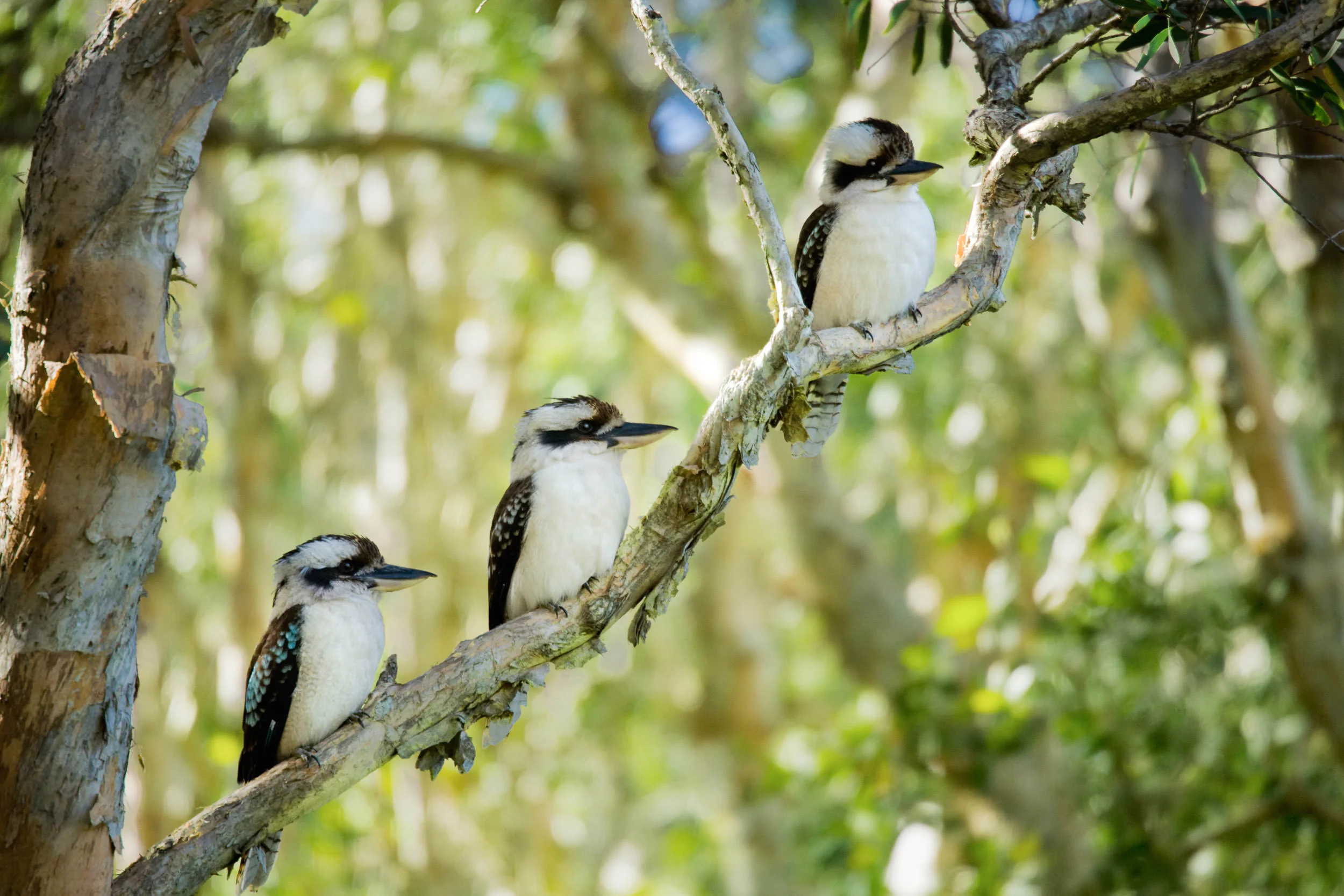 Three Untitled Kookaburras 2015, High-res DIgital Capture Signed Limited Edition of 20 ORDER OR INQUIRE