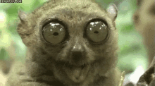 tenor-33620489.gif