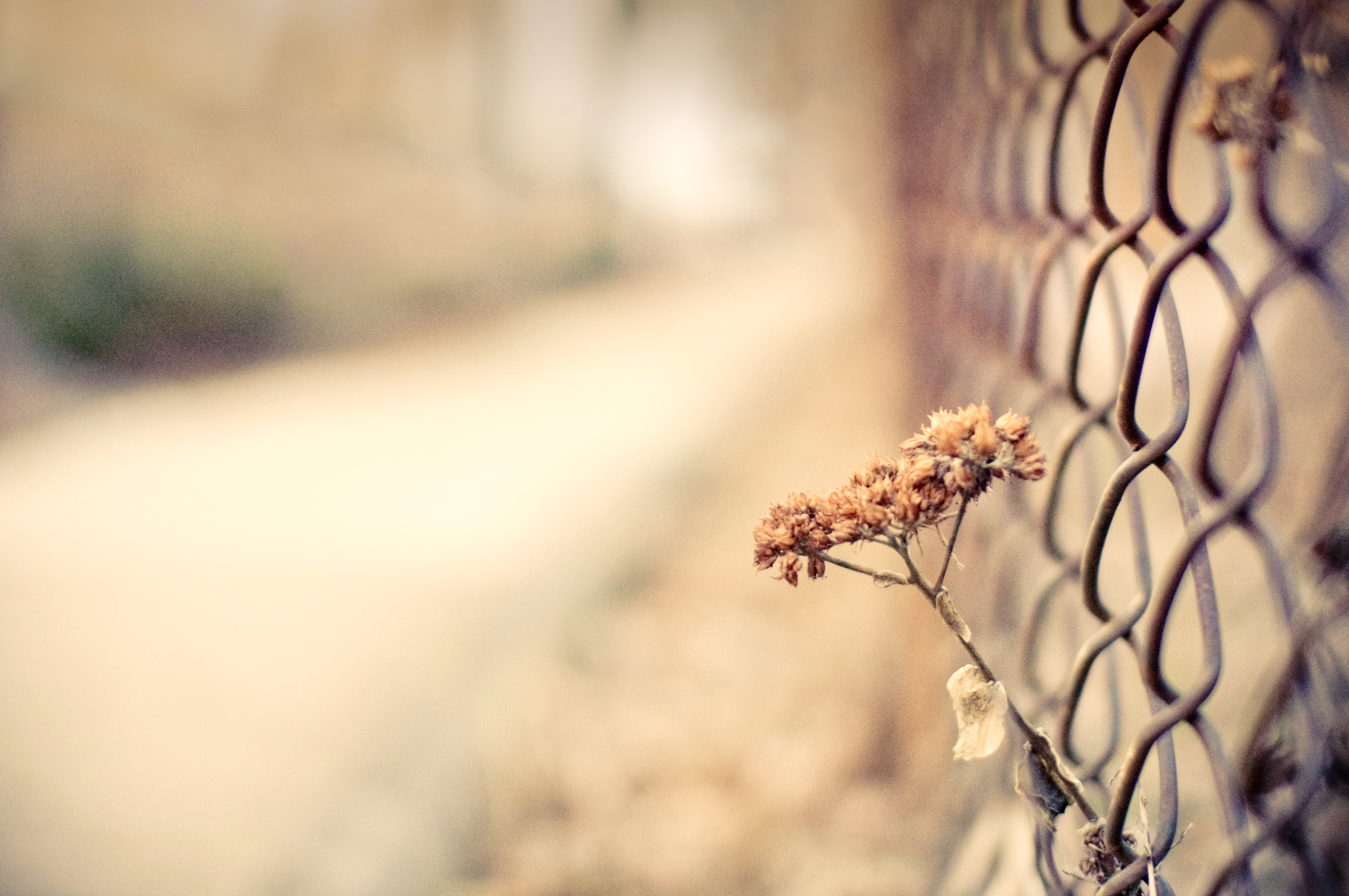 FlowerFence-5.png