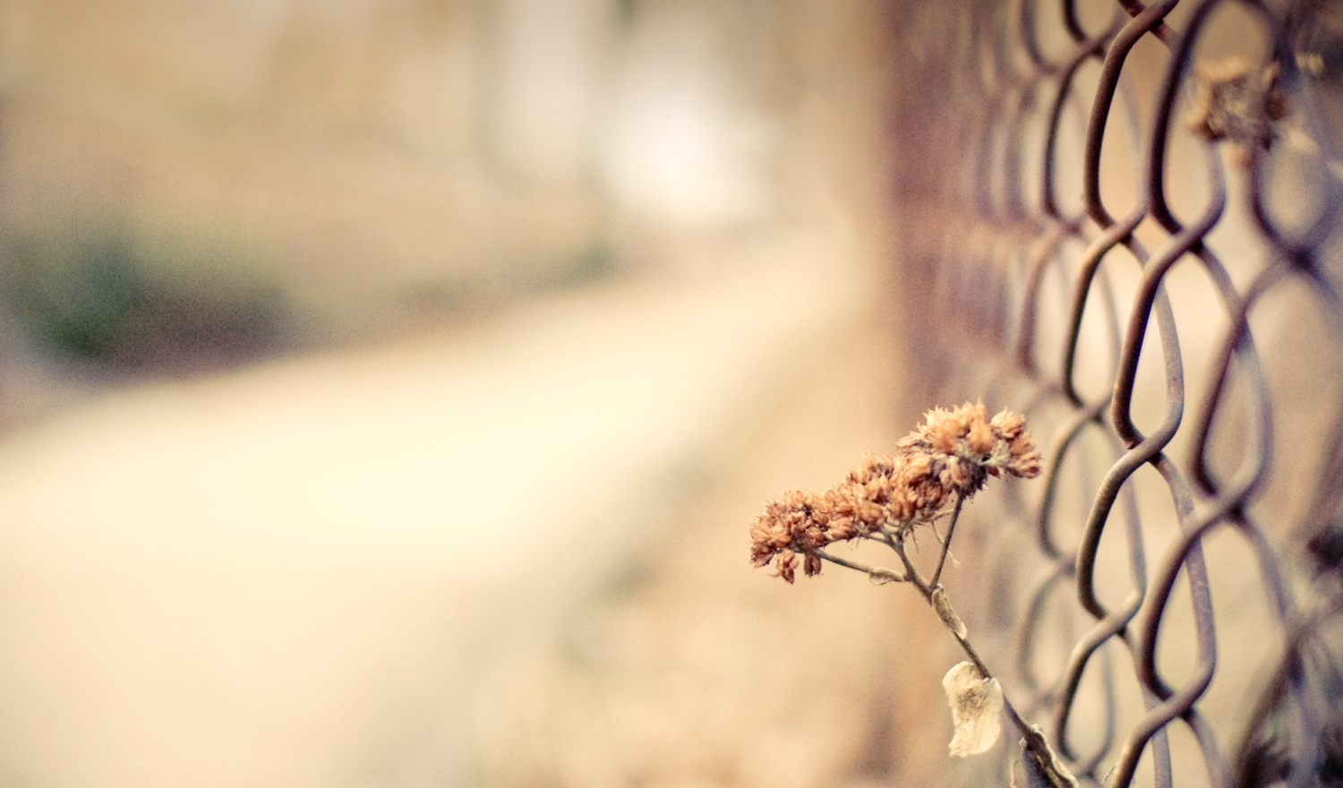 FlowerFence-6.png