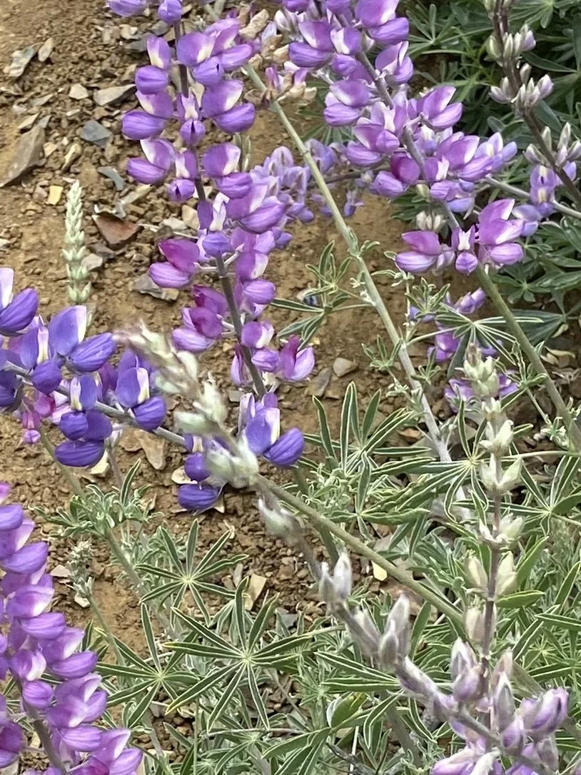 RE-Learn - Regenerative Education at Do.Think.Learn