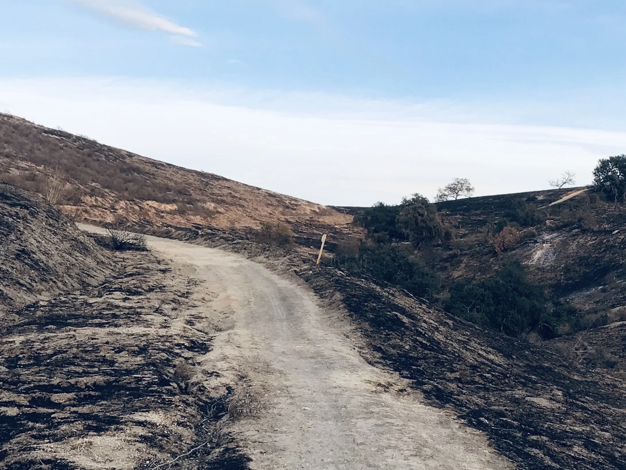 Authors of Devastation