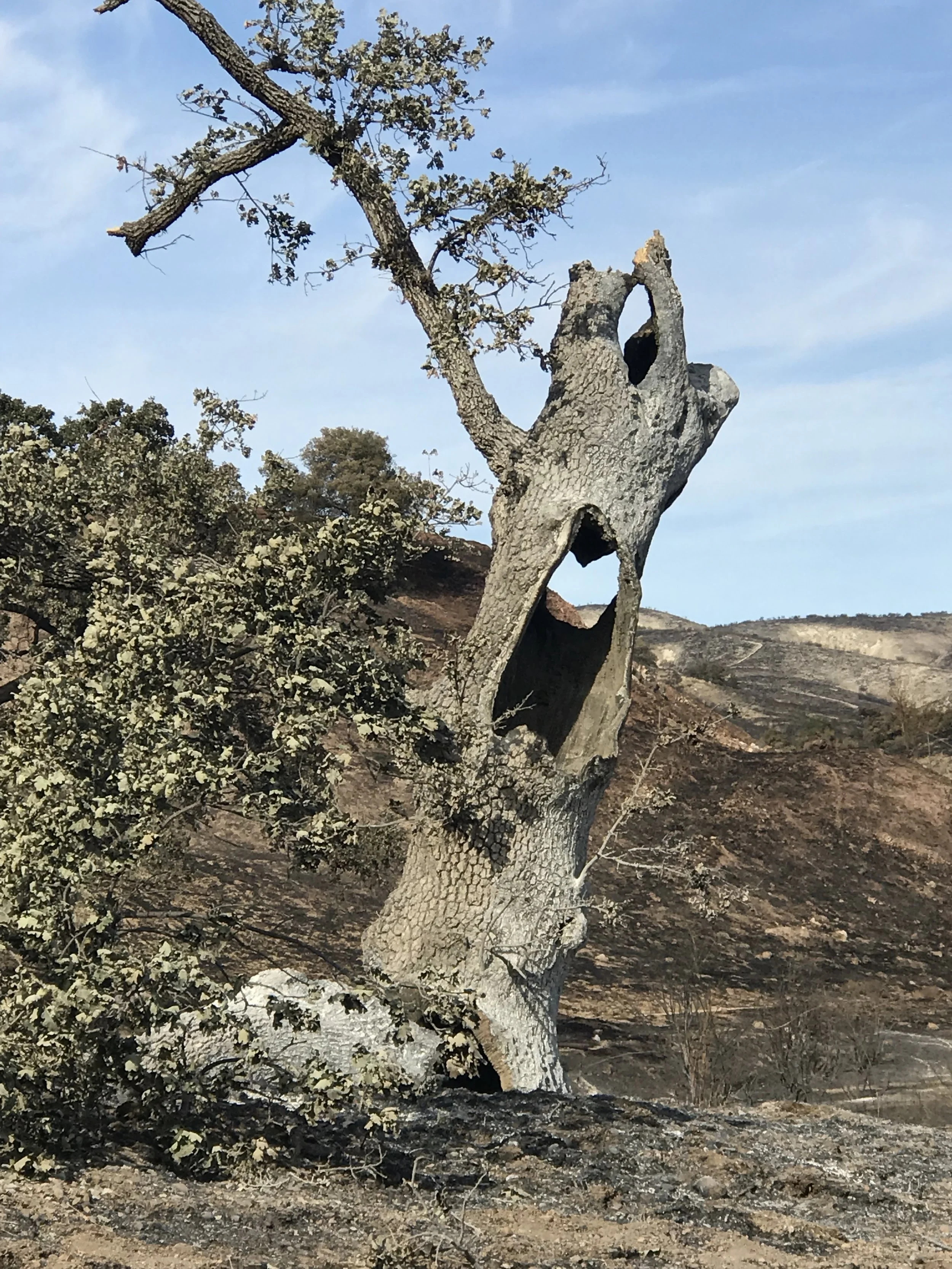 TEENAGERS & TREES: THE MENTAL HEALTH of ADOLESCENTS