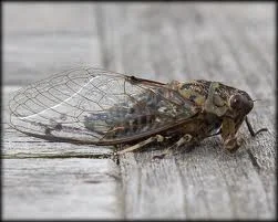 Cicada Time!
