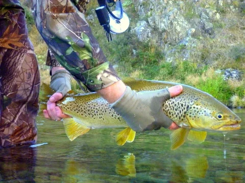 South Island of New Zealand Trout fishing for brown trout.