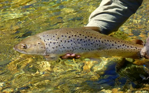 Fly Fishing Queenstown rivers and streams.