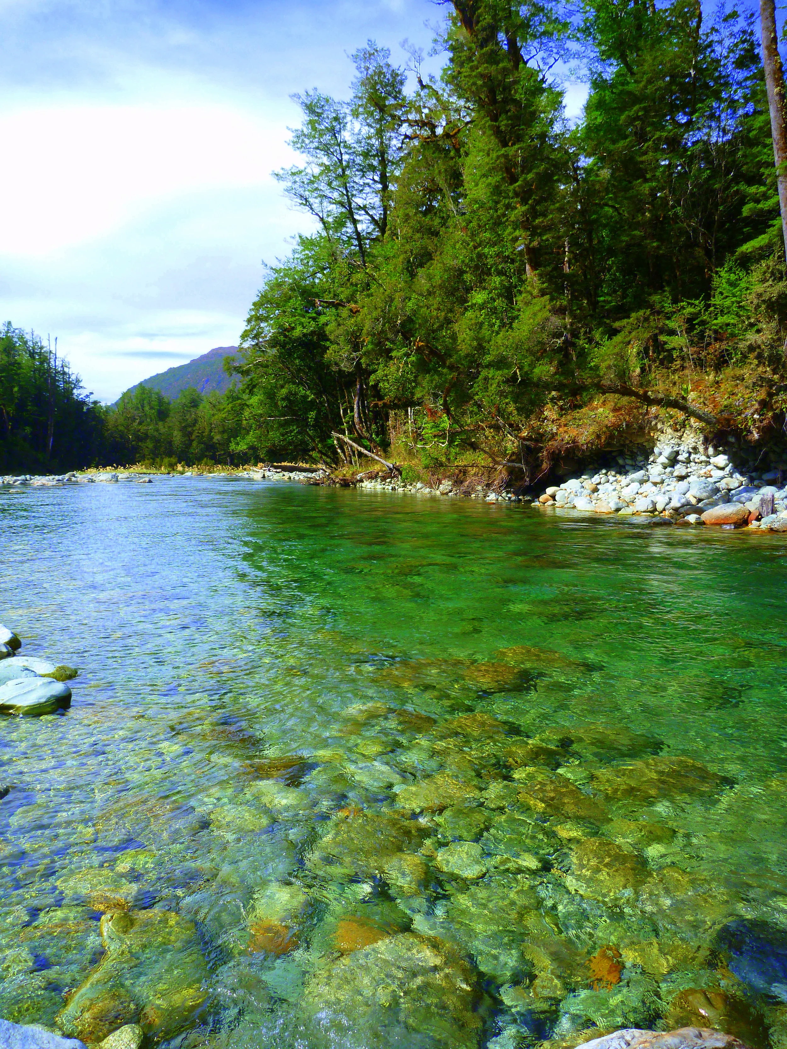 South Island of New Zealand back country fly fishing