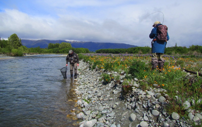 Tekapo river trophy brown trout.