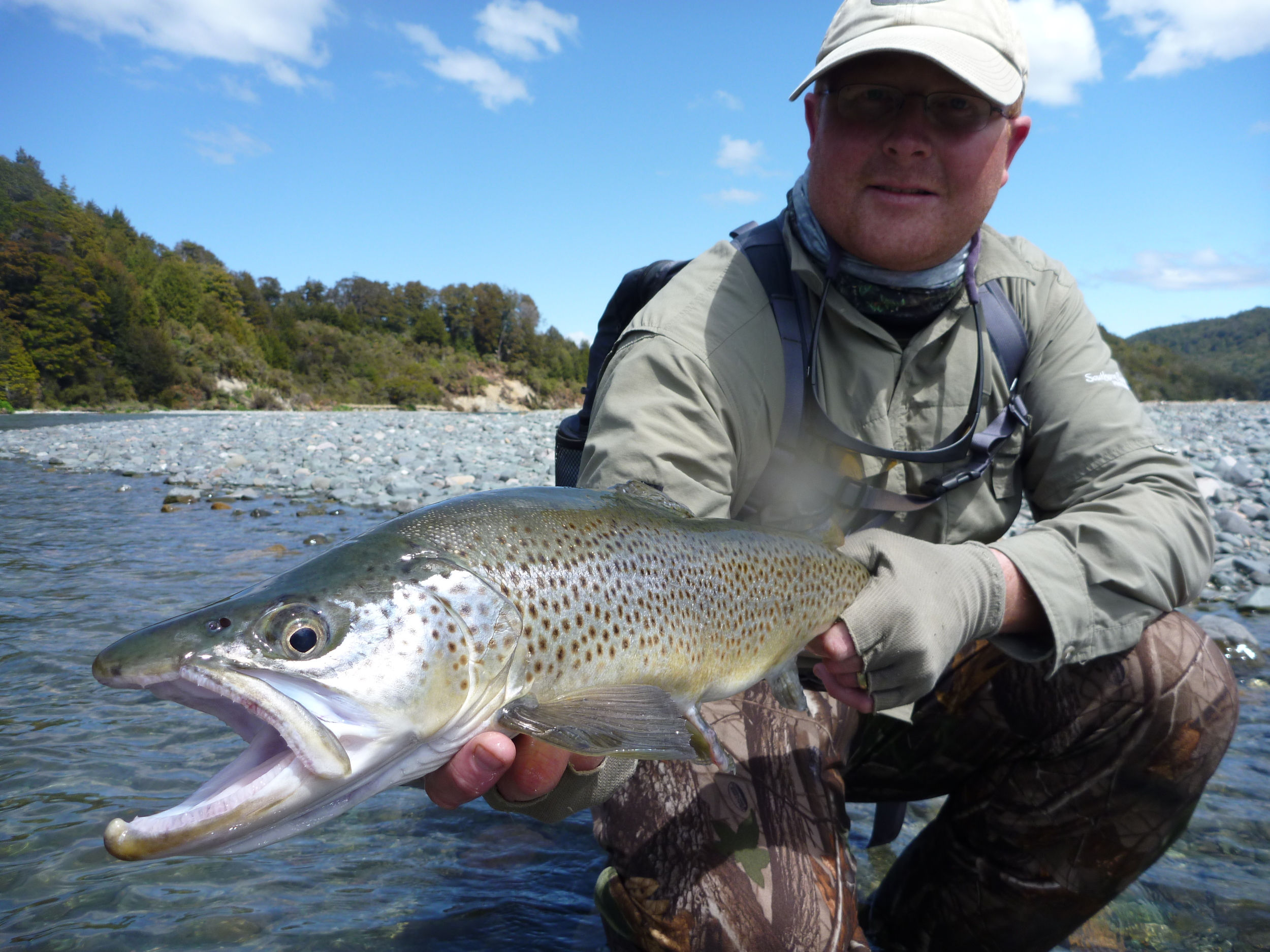 Trophy brown trout from the Haast river,South Westland region.