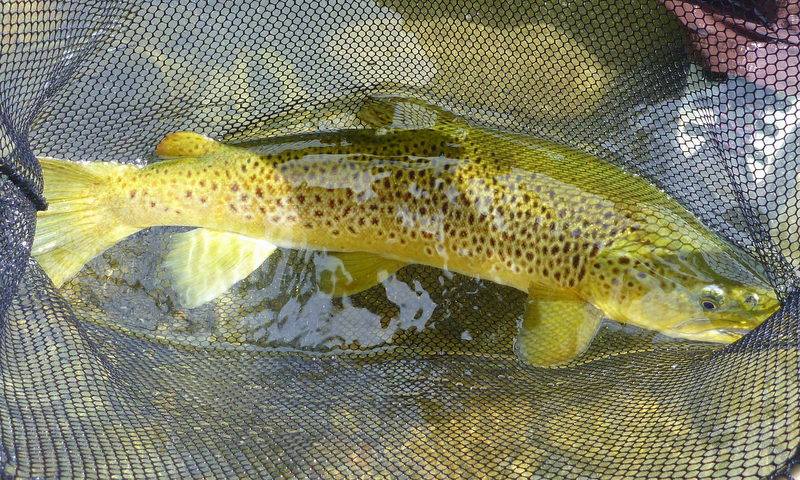 Fly Fishing Queenstown.