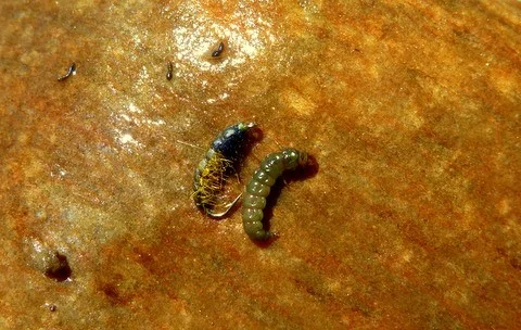 THE FREE LIVING GREEN CADDIS