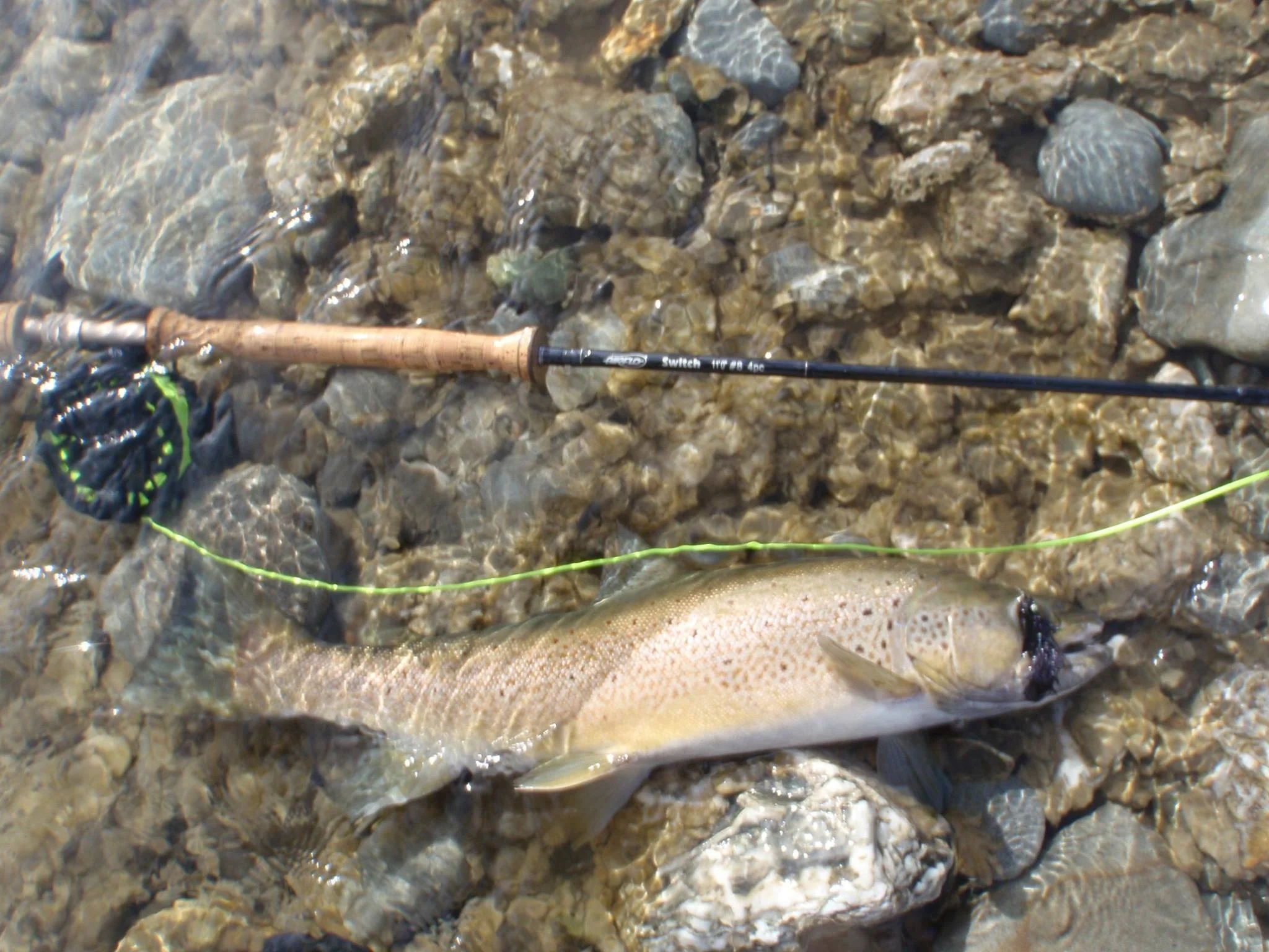 big brownie on streamer jpg