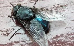 blowfly.jpg
