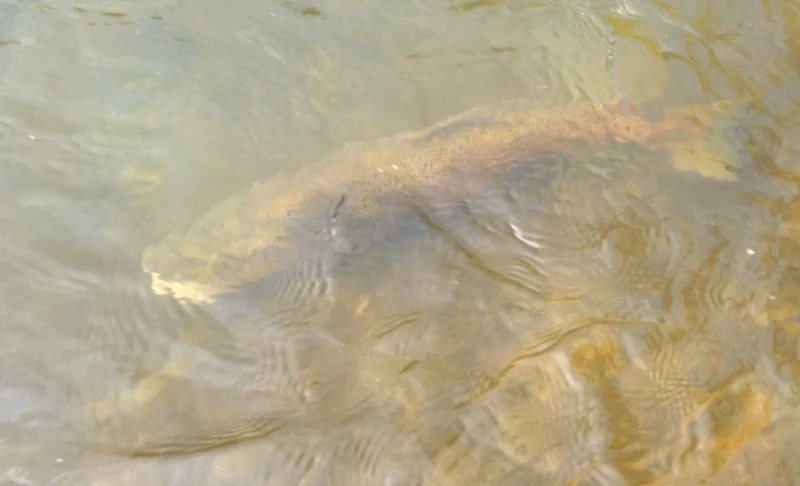  STALKING TROUT IN NEW ZEALAND 