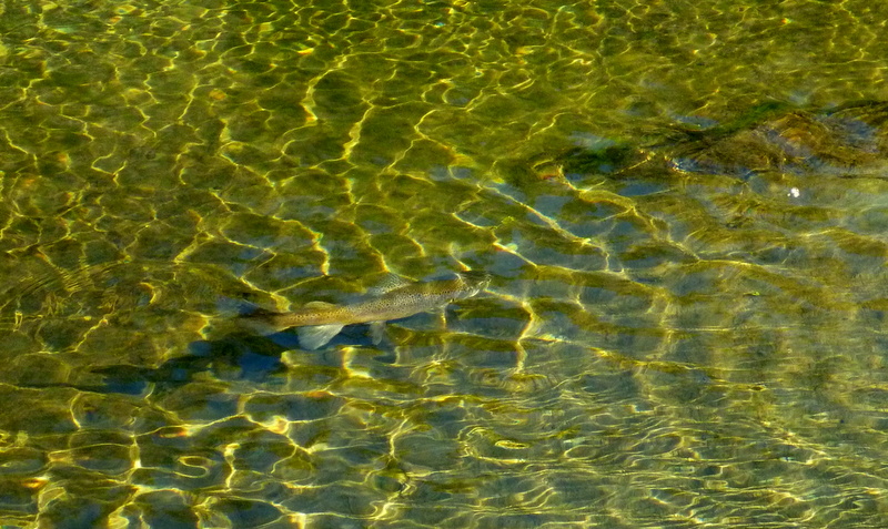 Fly fishing Queenstown