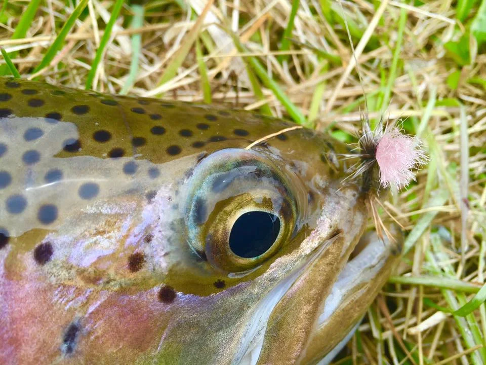 Fishing Tandem Flies-Dry-Dropper set up