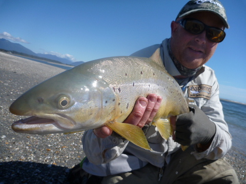 Chasing Silver Browns-Fly fishing for Sea run trout in New Zealand