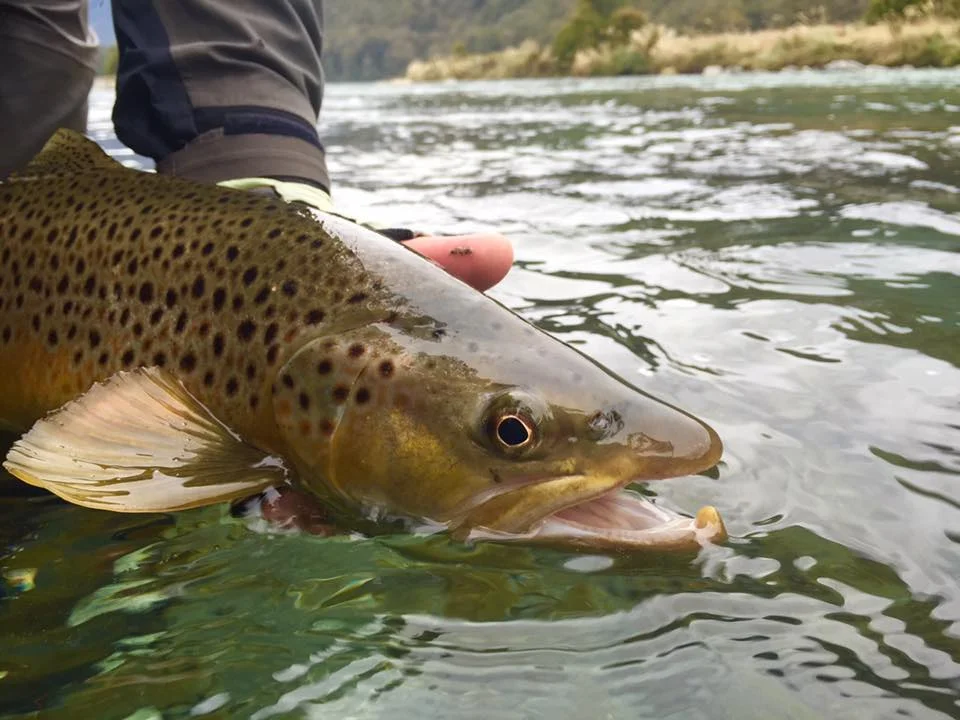 Brown Trout On The Move Late Season