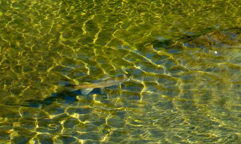 About Lake Dunstan Fly Fishing