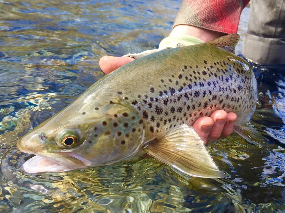 Stalking Brown Trout On Lake Wanaka