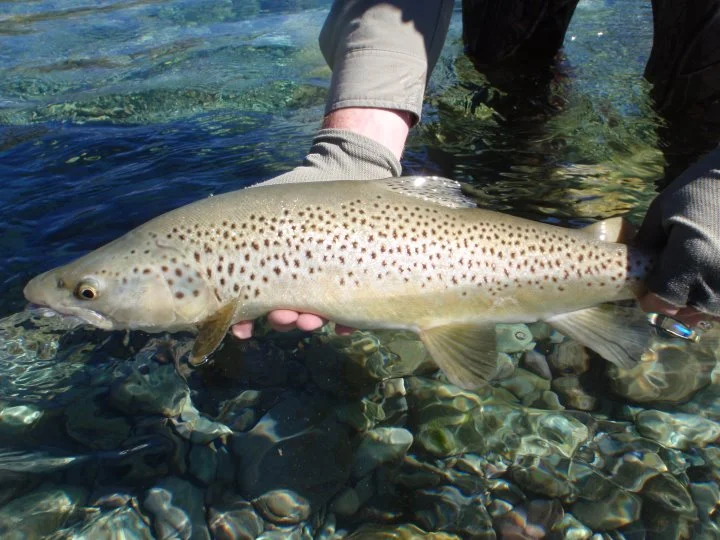 New Zealand Brown Trout