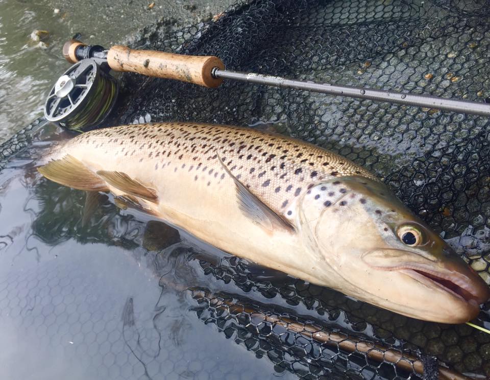 A healthy 7lb brownie
