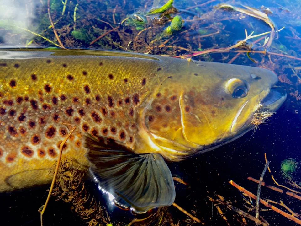 Fly Fishing Lake Moeraki | South Westland | New Zealand
