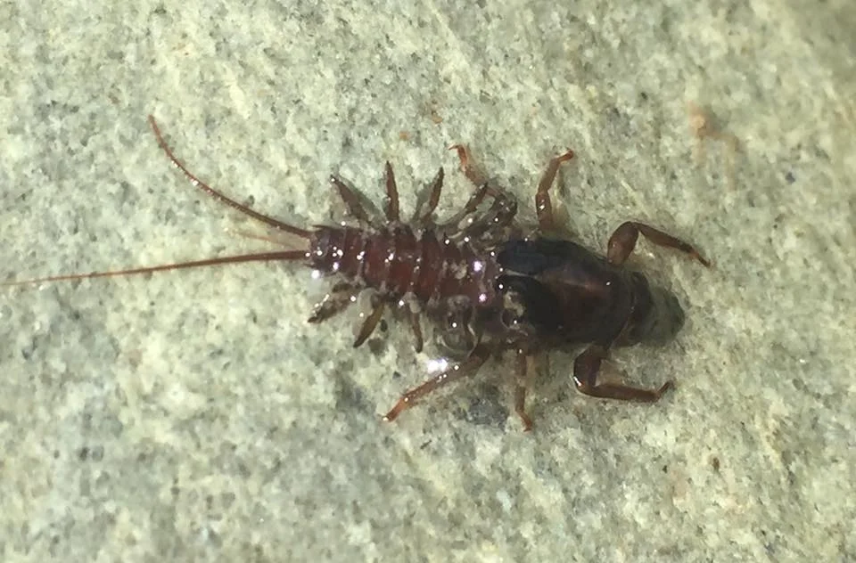 New Zealand Fly Tying | Coloburiscus humeralis nymph