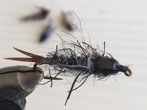 dobson fly or toebiter nymph.jpg