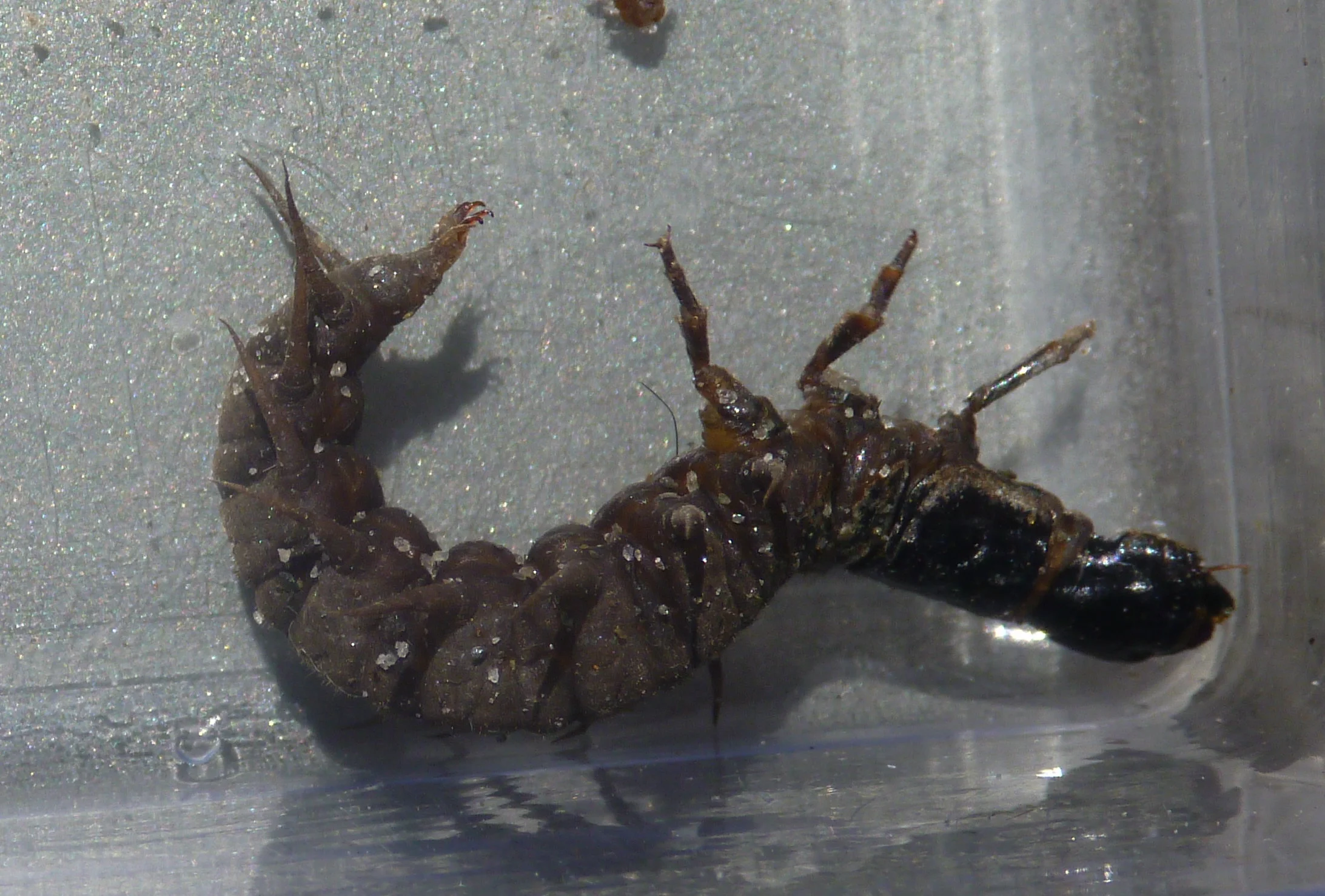 Dobson Fly Nymph or Toe-biter | New Zealand Trout Food