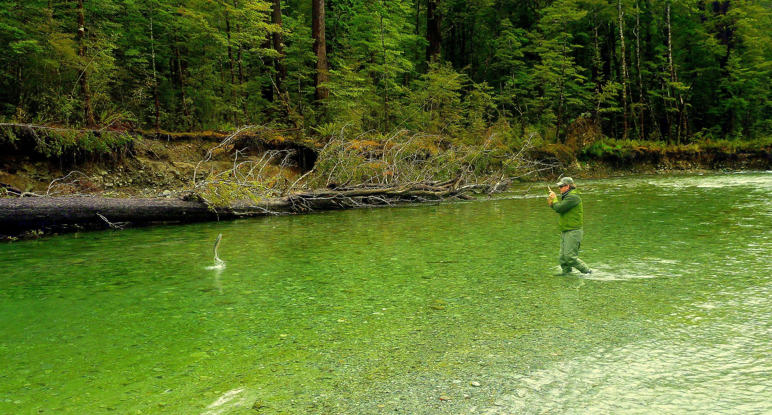 Fish jumping Te Anau.JPG