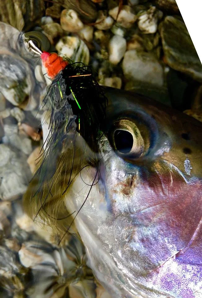 Clutha River Fly Fishing | Winter Trout Fishing