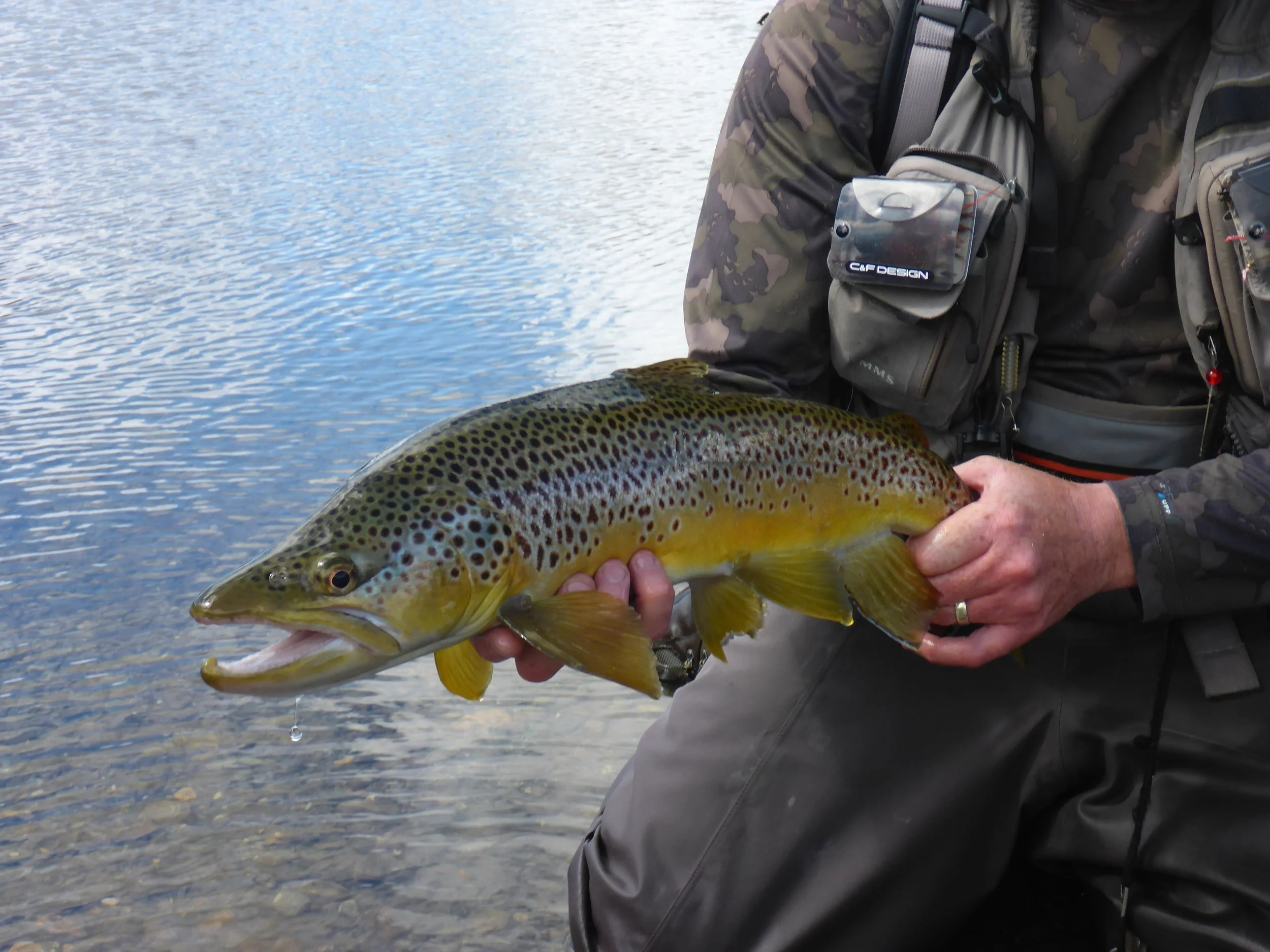 South westland hasst area stunning brown trout.JPG