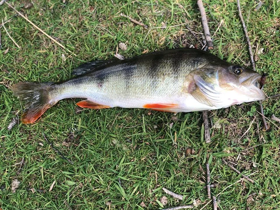 Perch On The Fly In Lake Dunstan