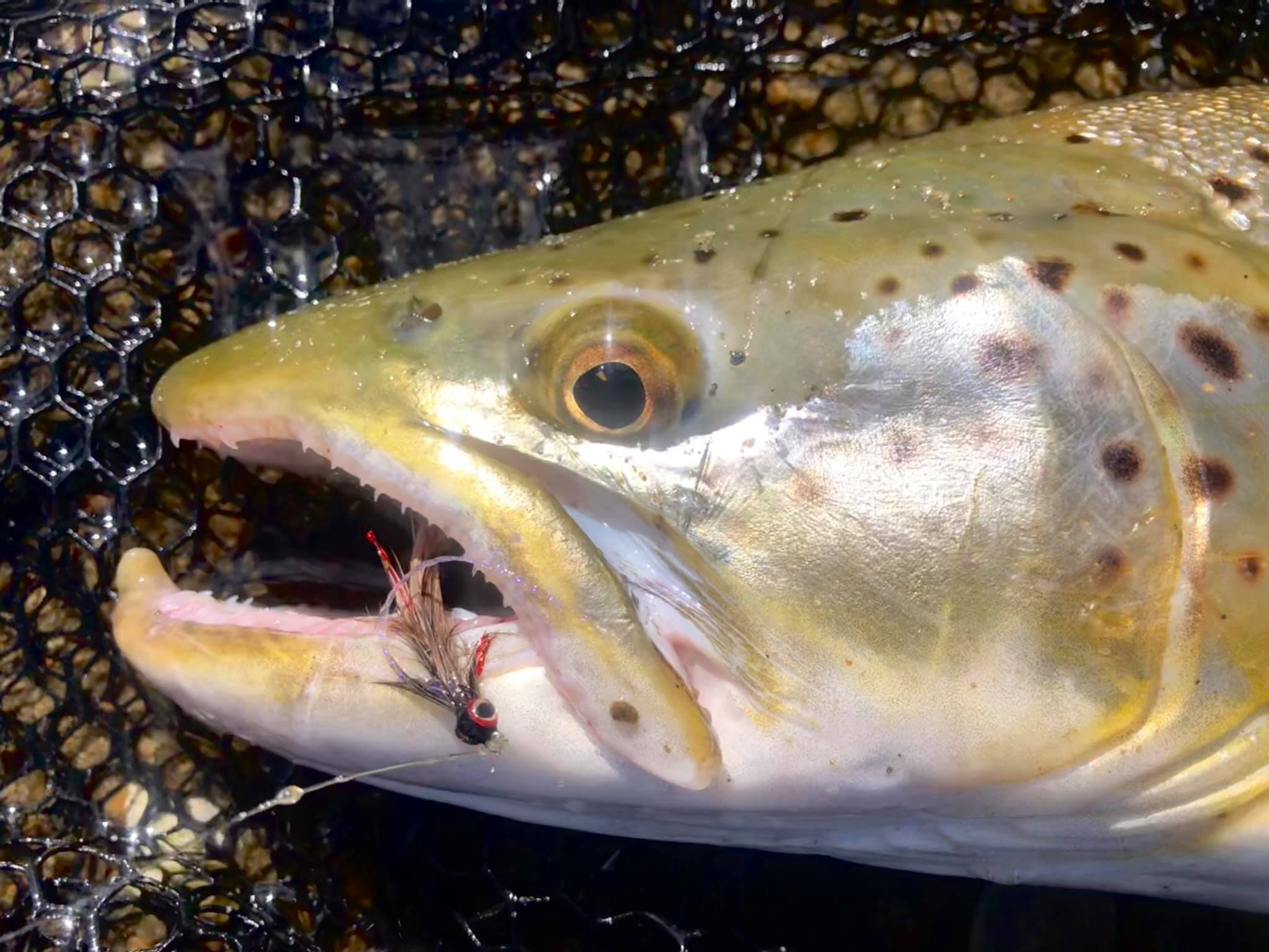 Slim lightly weighted flies worked well sight fishing to cruisers in the shallows.