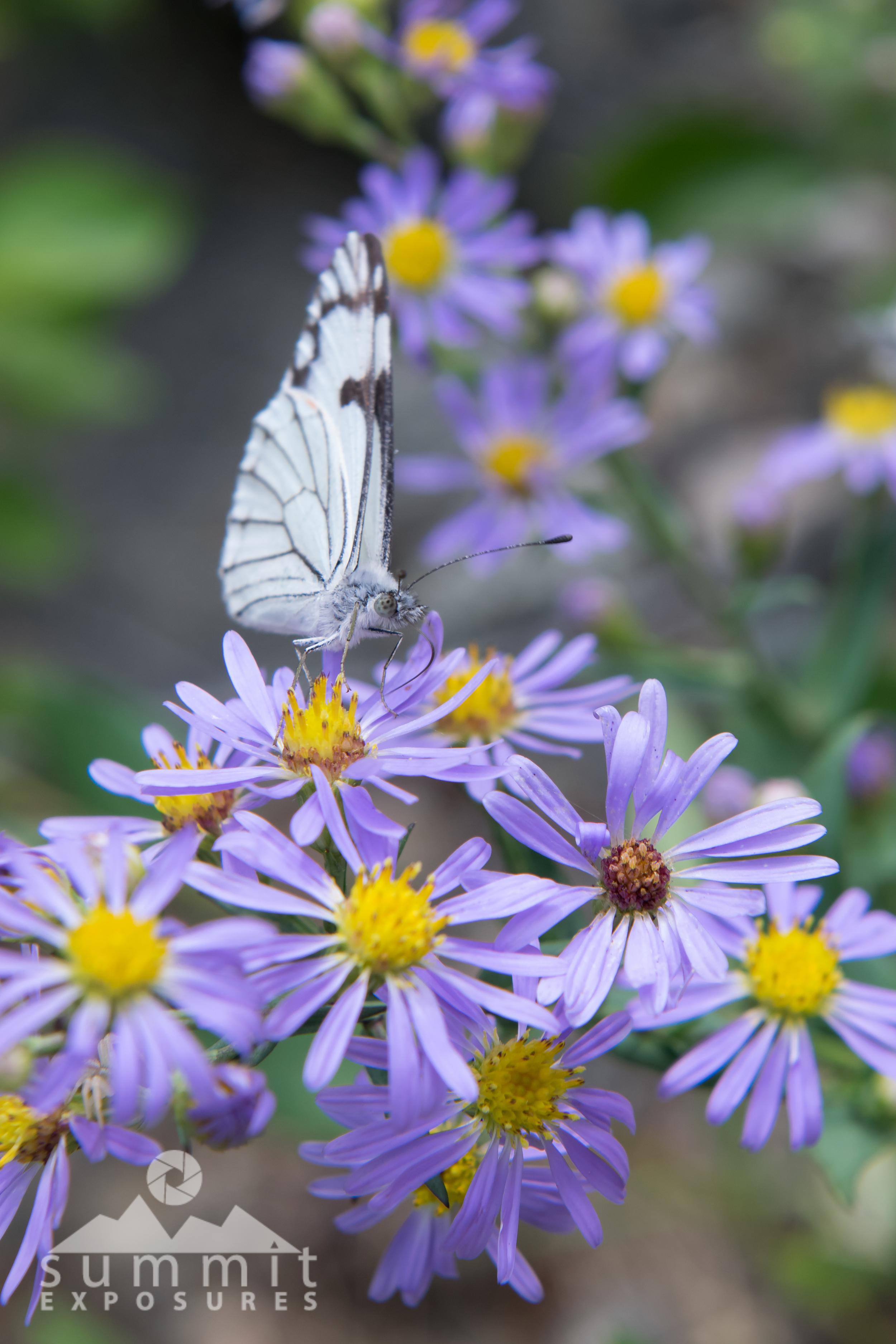 DSC_1679.jpg