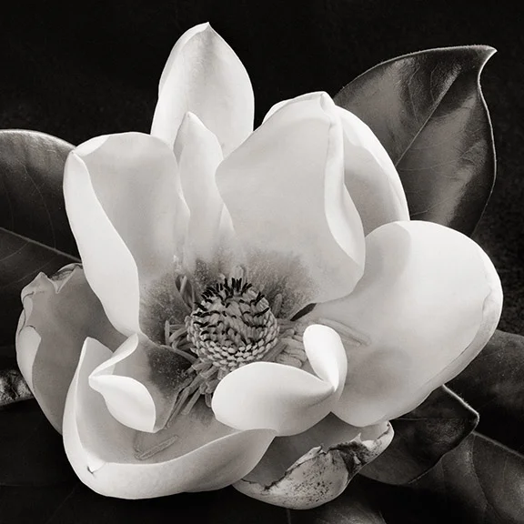 Magnolia No. 1
