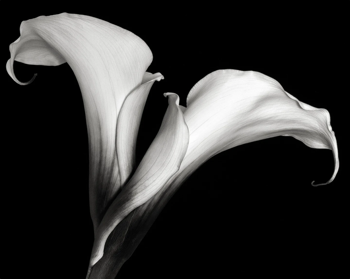 Calla #10