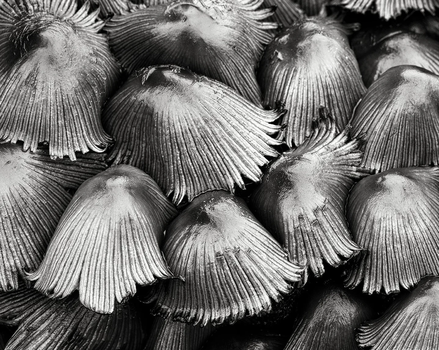 Mushrooms #2