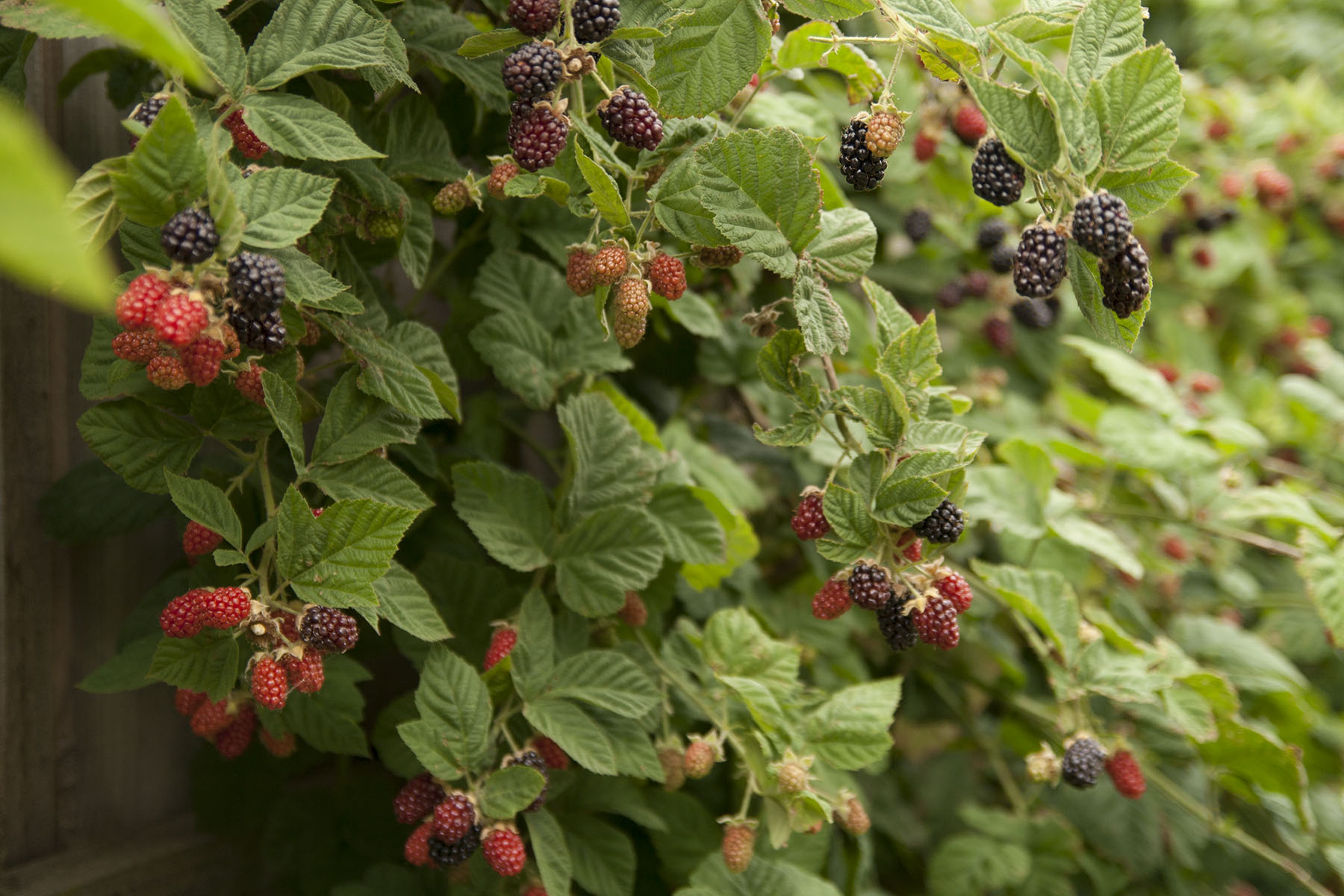 brave new eco sustainable landscape design