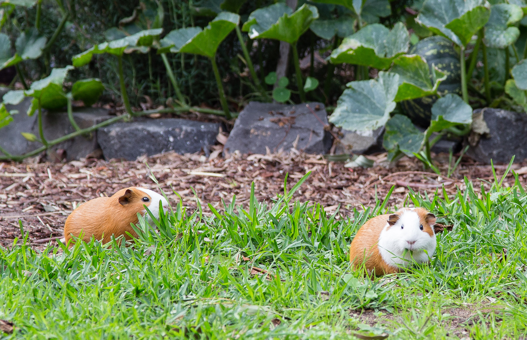 brave new eco sustainable landscape design