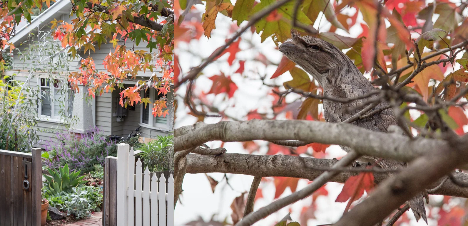 merri_composite02.jpg
