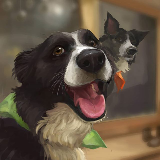 Painting study of @dogburger 's adorable and derpy border collies ~

#dog #bordercollie #digitalart