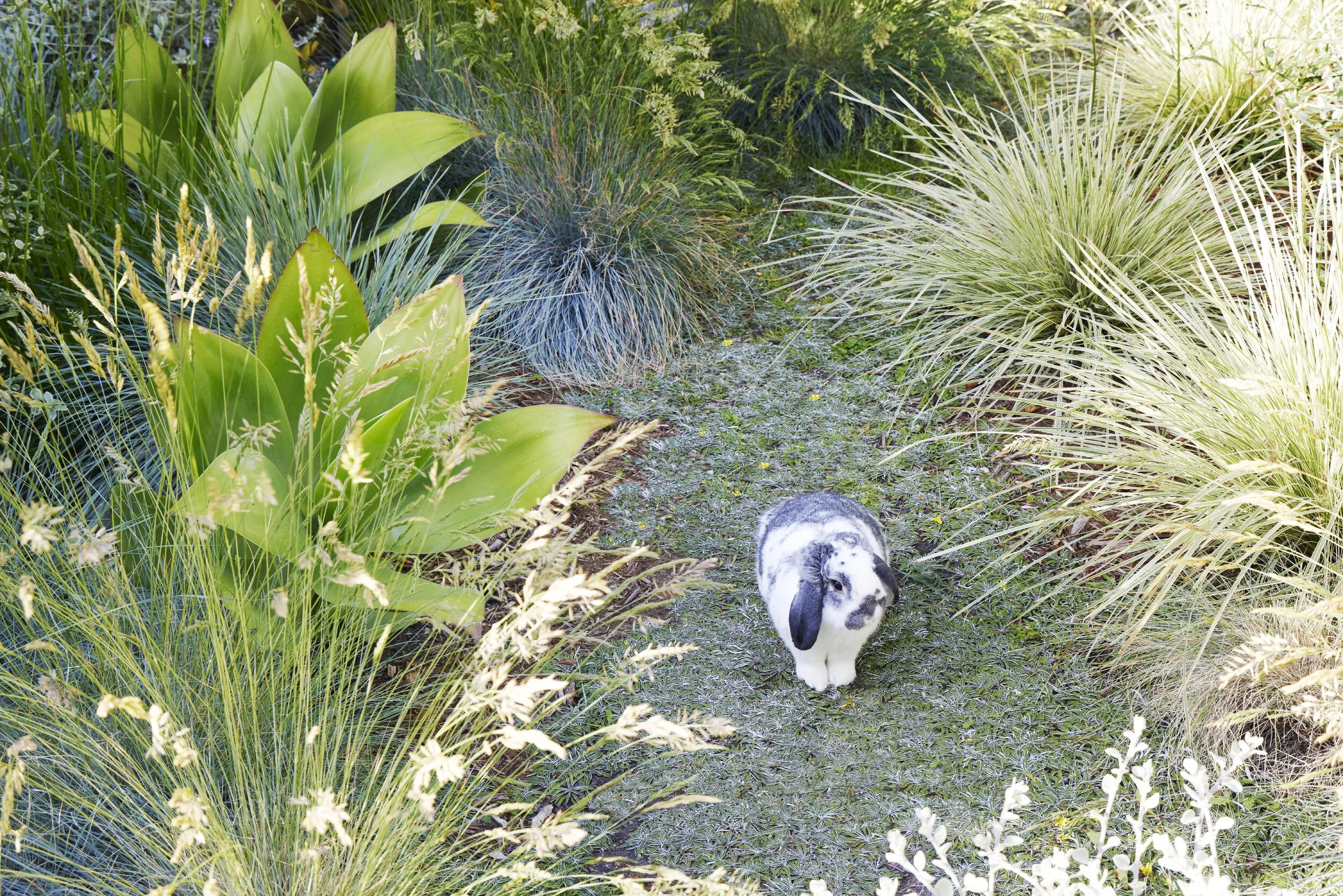 A black and white rabbit sitting on a narrow grassy path surrounded by tall green and yellowish ornamental grasses and plants.