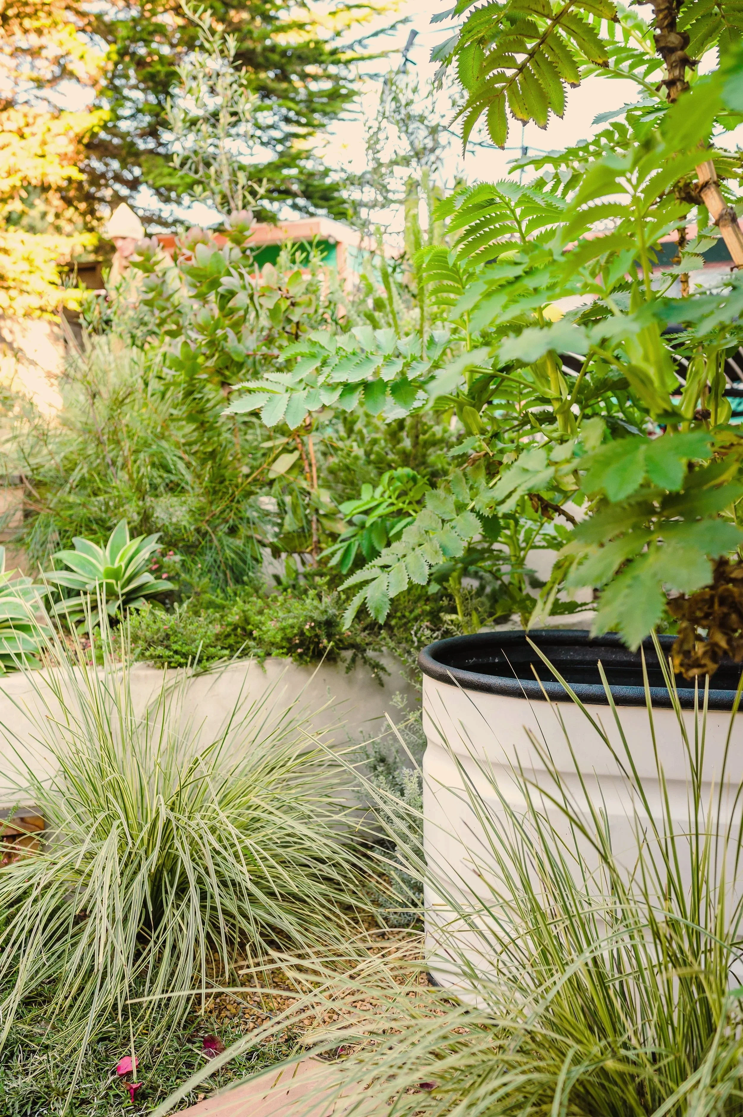 A lush garden with various green plants, including fern-like leaves, variegated grass, and succulents, in a large white planter with a black rim.